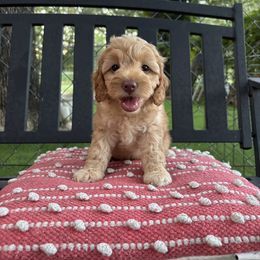Phoebe - Buff female Cockapoo puppy in Bristow, Oklahoma from 10-Acre Woods Cockapoos