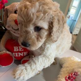 Skittles - Cream male Goldendoodle puppy in Pensacola, Florida from Goldendoodles Love You in Pensacola Friend Edition