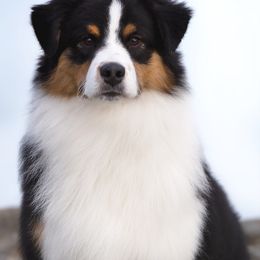 Australian Shepherd All Grown Up from Cali Aussies