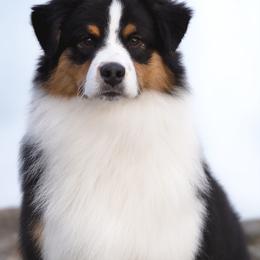 Australian Shepherd All Grown Up from Cali Aussies