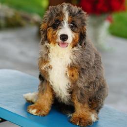 Clyde (socialization program graduate) - Merle male Bernedoodle puppy in Dundee, Ohio from Down Home Doodle
