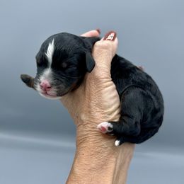 Boy 3 - Tri-color male Bernedoodle puppy in Royse City, Texas from Platinum Bernedoodles of Texas