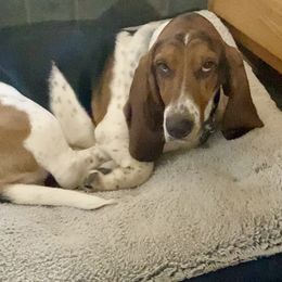 Basset Hound Puppies from 5th Day Farm