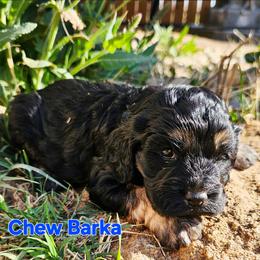 Chew Barka - Black and tan male Cockapoo puppy in Indiahoma, Oklahoma from Phamily Doodles
