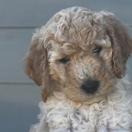 Goldendoodles from Peach Blossom Pups