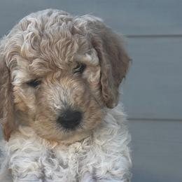 Goldendoodles from Peach Blossom Pups