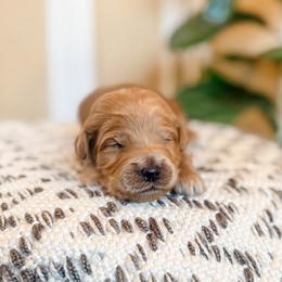 Jambalaya - Apricot male Goldendoodle puppy in Jackson, Tennessee from Doodlebug Farms