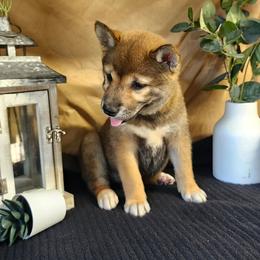 Mia - Sesame female Shiba Inu puppy in Illinois from Precious-Puppies