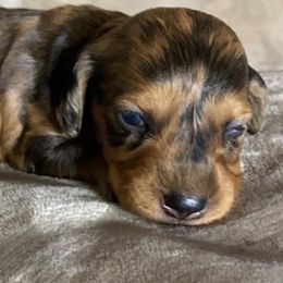 Dachshunds and Welsh Terriers from Bean Creek Dachshunds & Terriers