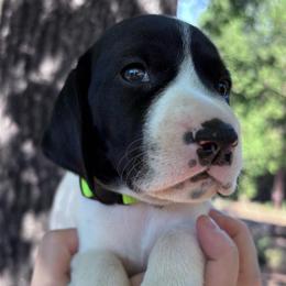 Rosemary - lime green collar - Black and white female German Shorthaired Pointer puppy in Mokelumne Hill, California from Underhill GSP