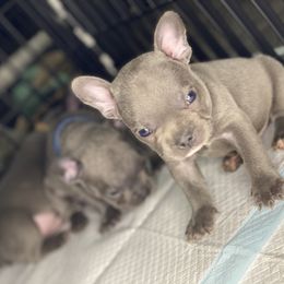 French Bulldog Puppies from Fabled Frenchies