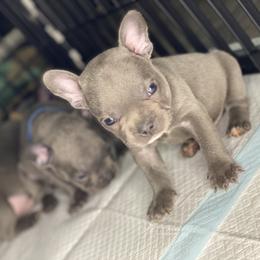 French Bulldog Puppies from Fabled Frenchies