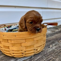 Girl 3 - Cavapoo puppy from Southern Charm Cavapoos