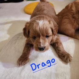Drago - Apricot male Poodle puppy in Tyner, Kentucky from Tanner's Majestix Kennels