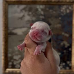 Singing Locust - White male Shih Tzu puppy in Cedar Hill, Texas from Puppy Paper House