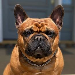 Lady - French Bulldog