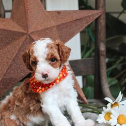 Daisy - Blenheim female Cavapoo puppy in Spencerville, Indiana from Cavapoo Corner