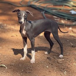 Boy 1 - Italian Greyhound puppy in Waianae, Hawaii from Makanalani Yorkies and Iggys