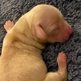 Rainey - Cream female Dachshund puppy in Lake Mary, Florida from Lakeside Doxies