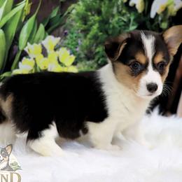 Pepin - Black and tan female Pembroke Welsh Corgi puppy in Akeley, Minnesota from Northwynd Corgis
