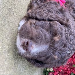 Bernedoodle Puppies from White Oak