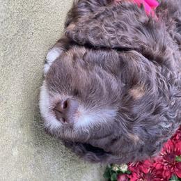 Bernedoodle Puppies from White Oak