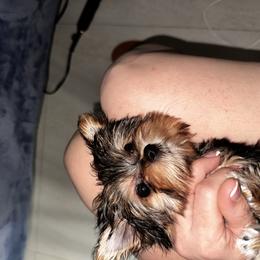 Lucy - Blue and gold female Yorkshire Terrier puppy in Cape Coral, Florida from Katherine’s Yorkies and Poodles