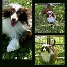 Ruffles - Chinese Crested