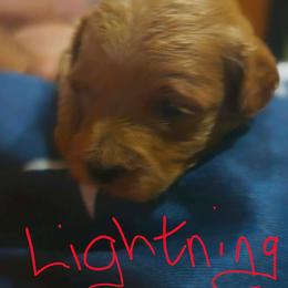 Lightning - Red  male Goldendoodle puppy in Cherry Tree, Pennsylvania from Plum Creek Acres Next Generation