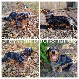 Finn - Dachshund