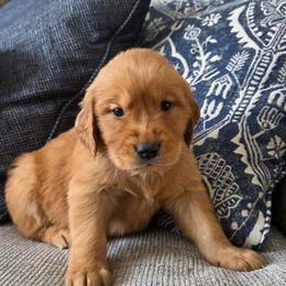 Yellow - Dark golden female Golden Retriever puppy in Mt Solon, Virginia from Emma's Golden Puppers