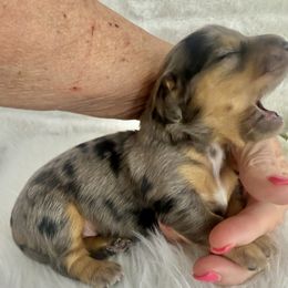 Dachshund Puppies from Chilidog Dachshunds