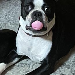 Wiggles - Boston Terrier