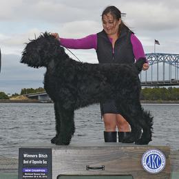Ravin - Black Russian Terrier