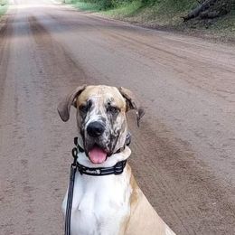 Great Dane All Grown Up from Victory Danes
