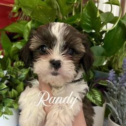 Randy - Black gold and white male Cavatzu puppy in Grove, Oklahoma from Rocky Oak Cavaliers & Biewer Terriers LLC