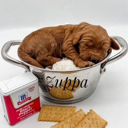 Zuppa - Red  female Goldendoodle puppy in Mecklenburg County, North Carolina from Rustic Road Doodles