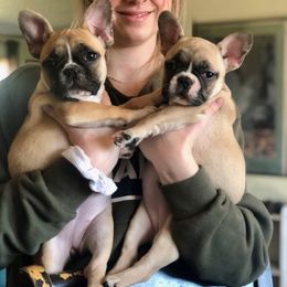 Boston Terrier, Companion Cross, and French Bulldog Puppies from High Plains French Bulldogs,Boston Terriers and Frenchtons.