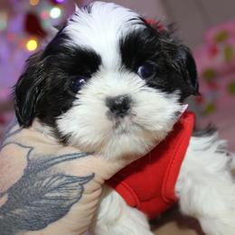 Shih Tzu Puppies from Devil Dogs Shih Tzu's