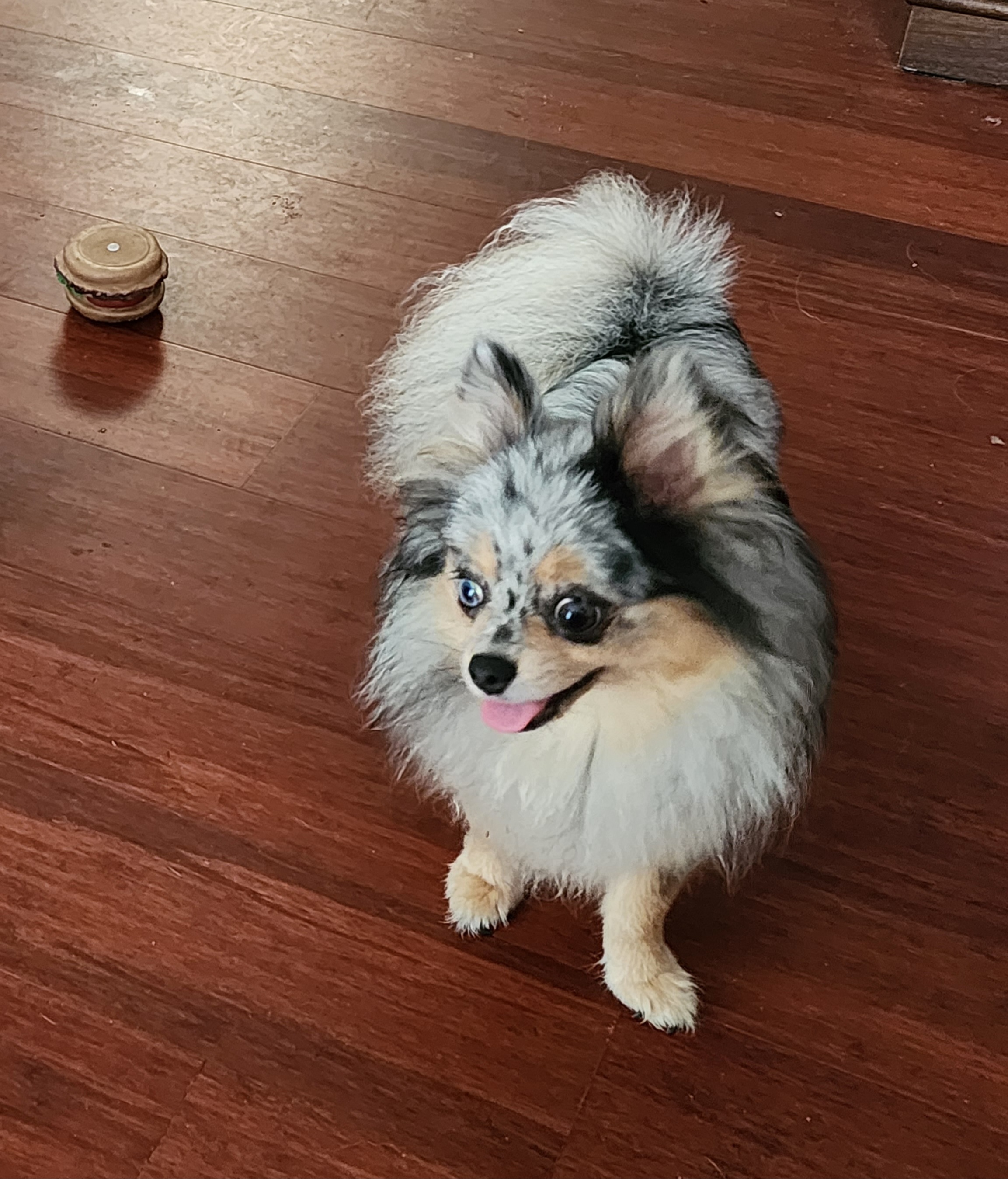 Calypso - Pomeranian