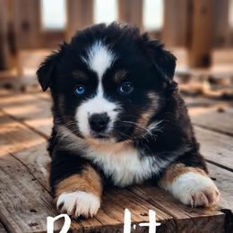 Perdita - Black tri female Miniature Australian Shepherd puppy in Mc Alester, Oklahoma from Angel's Aussies