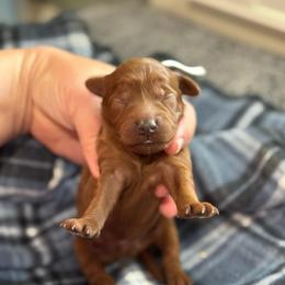 Dodge - Red  male Goldendoodle puppy in Wharton, Texas from Little Fur Friends