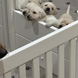 Labrador Retriever Puppies from Luvable AZ Labs