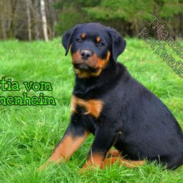 Rottweiler Puppies from Titanenheim Rottweilers