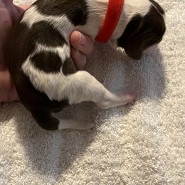 English Springer Spaniel Puppies from McCartney Springer’s