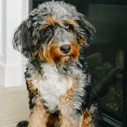 Charlie - Bernedoodle