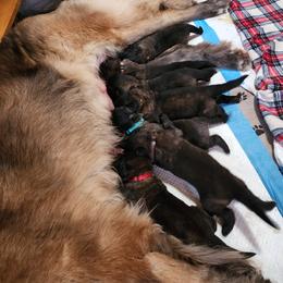 Girl 4 - Reddish brown Leonberger puppy in Perry County, Pennsylvania from Corazon de Leon Leonbergers