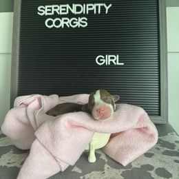 Miranda Bailey - Liver and white female Cardigan Welsh Corgi puppy in Westminster, Maryland from Serendipity Corgi's