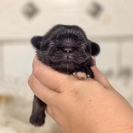 French Bulldog and Pekingese Puppies from SFLK