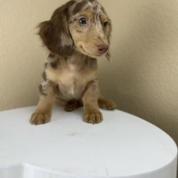 Nugget - Dapple male Dachshund puppy in Menifee, California from TeenieWeenieDoxies